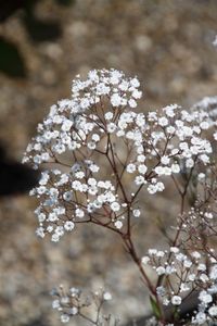 Gypsophila paniculata 'Summer Sparkles' / 'Esm Chispa' - Gipskruid | De Tuinen van Appeltern