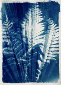 Cyanotypes - MARCIA TREIGER Fine Art Photography