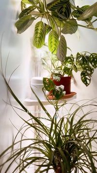 Feeling super inspired by this plant display DIY and it is SO easy to achieve 🌿🪴 Most of us have houseplants in our apartments, but could we be making better use of plant styling? This simple DIY just might be the solution. Via girlandtheword #myrealhome #diyhomedecor #homediy #plantdiy #plantshelfie #houseplanttips