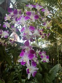 An epiphyte, it has a sympodial growth form. It is a type of dendrobium phalaenopsis, resembling the form of a phalaenopsis orchid. It is a hybrid of Dendrobium Caesar and Dendrobium Tomie Drake.