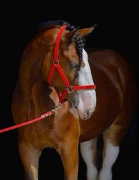 A large draft breeding traditionally used in farming and in road haulage, now principally a carriage horse.