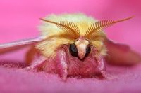 Rosy Maple Moth