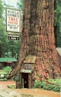 World Famous Tree House (earlier known as Quadruped Tree and Fraternal Monarch)  Redwood Highway, 101, California near Leggett, 20 miles south of Gaberville, Calif., Mendocino County, Lilley Park (also known as Tree House Park)