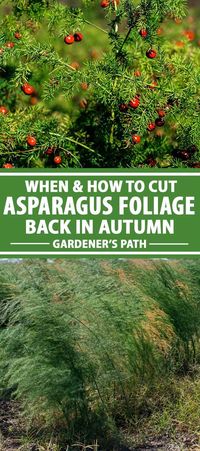 Cutting asparagus foliage back in the autumn is one easy way to keep plants strong and healthy through winter dormancy, giving them a boost in productivity in the springtime. Learn how to cut back foliage, how it increases plant health and why it’s helpful for your asparagus. #asparagus #fallgardening #gardenerspath