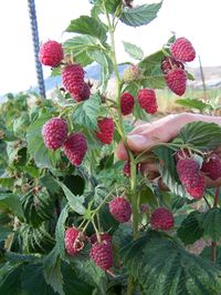 raspberries