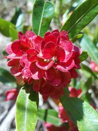 https://flic.kr/p/nUvmsq | Dodonaea viscosa