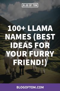 Ever wondered what to call your cuddly pet llama or just curious about fun llama names? Discover a treasure trove of unique and funky names in our latest blog post Llama Names. Dive into the playful world of llama naming and who knows, you might find the perfect one for your furry friend. Click it, read it, and don’t forget to follow us for more creative ideas. The adventure awaits you!