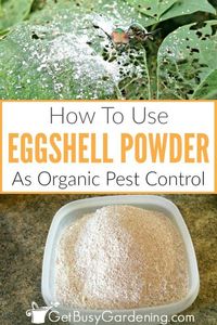 Using eggshells as organic pest control is inexpensive, and easy! In this post, not only will I show you how to use them to kill bugs in your garden, I will also show you exactly how to prepare eggshells - including tips for cleaning and drying, grinding them into powder, and storing them for later use. #eggshells #gardening #pestcontrol #naturalpestcontrol