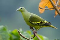 The grey-fronted green pigeon (Treron affinis) is a pigeon in the genus Treron. It is found in the forests of the Western Ghats in India.