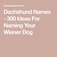 Dachshund Names - 300 Ideas For Naming Your Wiener Dog