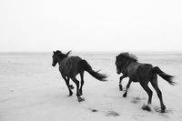 horse, animal, and beach image