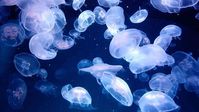 Aesthetic hd 4k 108p laptop chromebook wallpaper jellyfish cute chill blue homescreen ||| For Jellyfish lovers <333