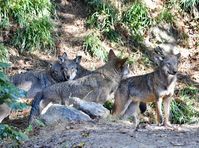 Red wolf mother and father and their yearling sons at the Museum of Life and Science in Durham, NC by Ranger Robert Wilcox.