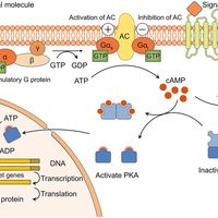 The cAMP/PKA signaling pathway. The extracellular signal molecule... | Download Scientific Diagram