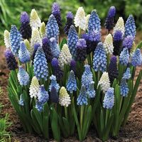 5 Muscari Hyacinthus Mix. PERENNIAL BULBS. Perfect time to plant Few gardeners realize that muscari, also known as grape hyacinths, are available in a variety of colors and flower styles. This exclusive mix is a harmony of blue, sky blue, periwinkle, white and  Prussian blue. The cheery, grape-scented little bells bloom for weeks and will return to flower again every spring. Fragrant Good Naturalizers Deer and Rabbit Resistant Great for Containers Can't Miss Combination Comes Back Every Year.