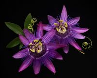 Passion Flowers (by njk1951)