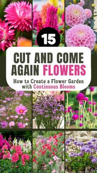 Learn the essentials of creating a vibrant flower garden with cut and come again flowers. Choose a variety of annuals and perennial flowers from our curated list, known for their multiple blooms. Enjoy continuous blooms throughout the growing season with these perfect flowers for cutting. Visit TheGardenStyle.com to learn more.