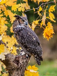 Great Horned Owl Photo by Richard Winberg — National Geographic Your Shot