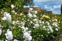 Peachy pink buds open to beautiful, white, chalice-shaped blooms, with a pinkish hue. The incurved petals create an arresting interplay of light and shadow. The strong Old Rose fragrance has hints of almond blossom, cucumber and lemon zest. It forms a most attractive neat, rounded, bushy shrub.