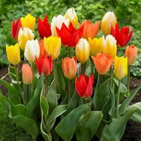 Garden State Bulb Fosteriana Emperor Mix Multicolor Tulip flower bulbs are carefully nurtured, inspected, and hand-selected for shipment to your door. These exquisite bulbs boast a firm 5" (12/+ cm) circumference, promising a season of vibrant blooms in bold hues of red, yellow, and white, framed by lush green foliage. Plant them in the fall and be prepared for a dazzling display. With an early spring bloom time, a maturity height of 14" to 18" tall, and blooms stretching 5" wide, Garden State B