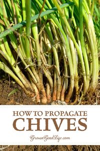 How to Propagate Chives: Chives need to be divided every 3 or 4 years to stop the plants from becoming overcrowded. See how to propagate chives from divisions and get more plants for free. #growherbs #herbs #chives #herbgarden