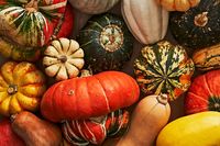 A Visual Guide to 16 Types of Winter Squash