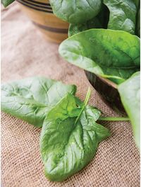 Spinach, Babys Leaf Hybrid - Burpee