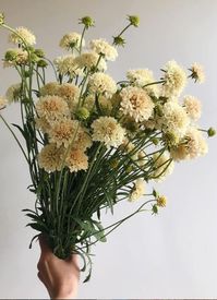 "Pincushion 'Fata Morgana' Scabiosa atropurpurea Elegant and uniform cut flower. Fata Morgana produces 1 1/2-2 1/2\", soft creamy apricot blooms atop tall, strong, and slender stems. The color adds a vintage look to mixed bouquets. In the garden, it serves as an attractant for bees and butterflies. Also known as mourning bride. Ht. 24-36\". Productive cut flower, this darling is loved by bees and butterflies too. Details: Plant type: annual Height: 36-40\" Site: full sun Days to maturity: 90-100