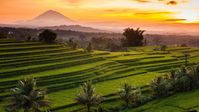 Jatiluwih rice terraces at sunrise, Bali, Indonesia | Windows 10 Spotlight Images