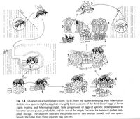 Bee Biodiversity | Resonating Bodies  Bumble bee colony diagram