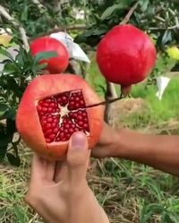 How To Cut Pomegranate? #Pomegranate #Howto