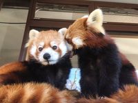 aes; animals | red pandas ᯓᡣ𐭩