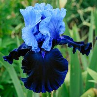 Breck's Fatal Attraction Bearded Iris 2-Toned Blue Flowers Live Bareroot Plant-67716 - The Home Depot