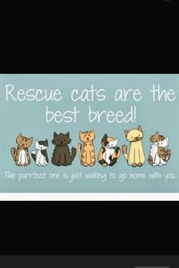 My calico cat was a rescue. I have loved her since I met her! #petrescue #calico