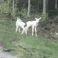 Moose twins. The mother has normal colour.