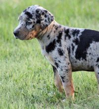 Catahoula Leopard Dog