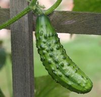 Cucumbers are sweeter when you plant them with sunflowers. Don't plant them with watermelons! It ruins the taste of the melons. Lots of other gardening tips on this blog. >> Must check these tips out.