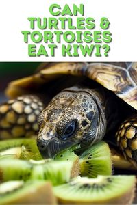 Can Turtles & Tortoises Eat Kiwi? Discover the benefits and risks of feeding kiwi fruit to your shelled friends. Learn about the nutritional content of kiwi and how it fits into a turtle or tortoise's diet.