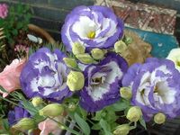 Eustoma grandiflorum