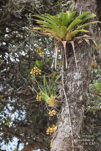 Cyrtochilum spp. are in the high Andes of northern Peru. They are large orchids with flower spikes that stretch a few meters long.  #orchid #凸唇兰属 #floraofperu #Cyrtochilum