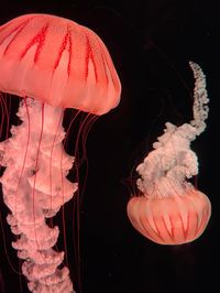 #jellyfish #acuarium #fish #jellyfish