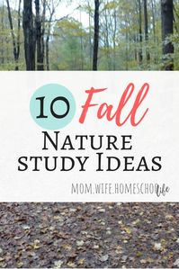 As my kids explored the creek, and walked around the base of the bluffs, I was inspired! So, I put together this list of Nature Study ideas.