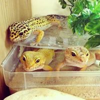 1000+ ideas about Leopard Geckos on Pinterest | Geckos, Corn snake ...