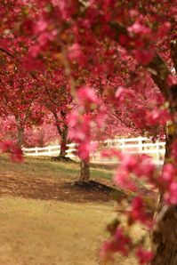 #2 of the Crabapple Tree Wallpaper Collection | Spring Phone Wallpapers | Pink Flowers 