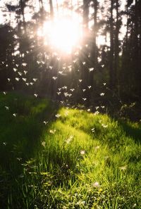 woodland forest beautiful magical dandelion fantasy surreal dreamy