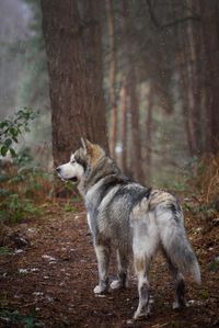 Alaskan Malamute