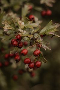 autumn feeling in one photo..when it's cold and foggy but you still have some greens. and here comes the red to warm everything up a little ❤️❤️❤️