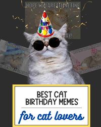 cat birthday memes