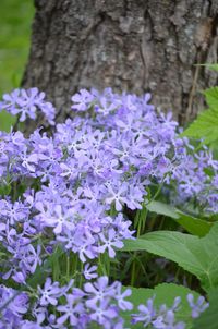 Prairie Moon Nursery