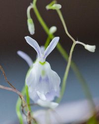 Utricularia Sandersonii, The "Angry Bunny" flower.